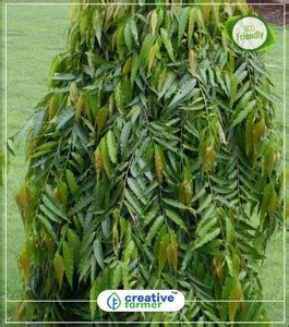 creative farmer False Ashoka Native To India Tallest Rare Tree Kitchen ...