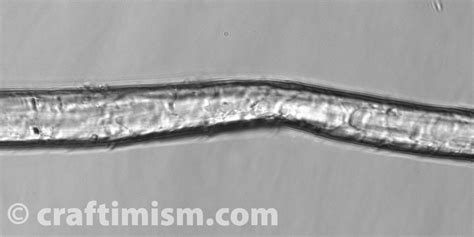 Image result for Wool Under a Microscope