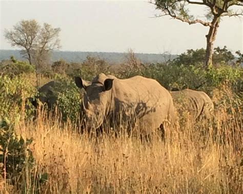 KRUGER SKY SHUTTLE SERVICE Guide (2026) All You Need to Know BEFORE You ...