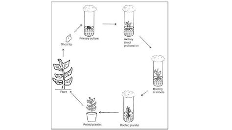 Image result for Tip Culture Methode Modification