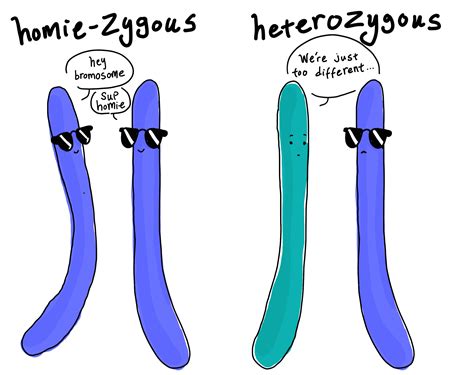 Heterozygous vs. Homozygous — Differences & Similarities - Expii