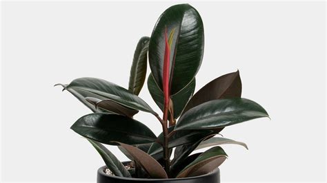 10 Different Types of Rubber Plant with Images - Asian Recipe