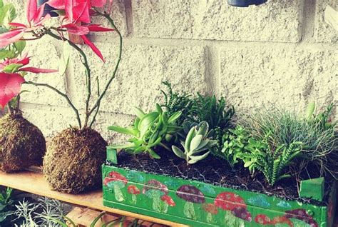 Mini jardines | Jardines, Mini jardines, Plantas