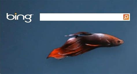 Bing图片搜索 的图像结果