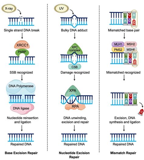 Next Generation Sequencing and Molecular Biomarkers in Ovarian Cancer ...