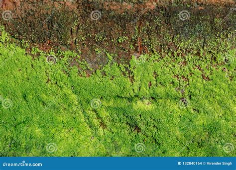 Green Algae on Concrete Wall Stock Photo - Image of algae, moisture ...