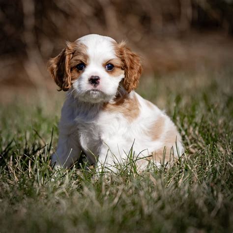 A Guide to Cavalier Temperament and 7 Wonderful Breed Companions