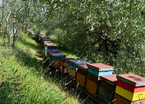 VIGNANO (2026) All You Need to Know BEFORE You Go (w/ Reviews ...