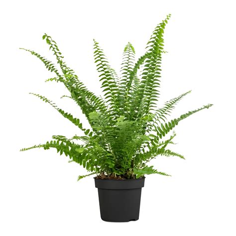 Buy Boston Fern | Lush Indoor Hanging Plant for Home & Office | Plant ...