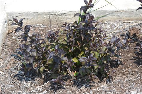 Weigela × ‘Dark Horse’ – Purdue Arboretum Explorer