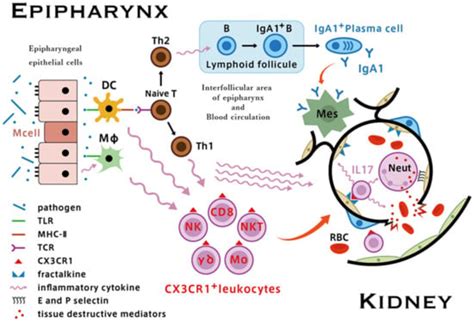 Role of Palatine Tonsil and Epipharyngeal Lymphoid Tissue in the ...