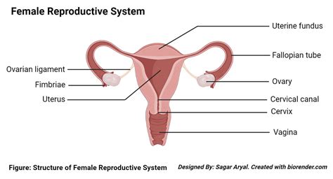 Image result for Female Reproductive System Main Organs