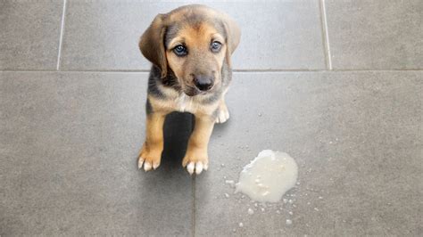 How to Rehydrate a Dog at Home - Bullyade.com
