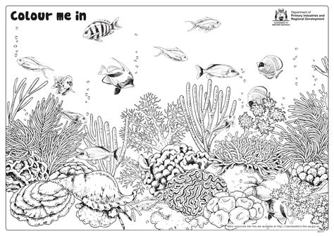 Australian Barrier Reef Coloring Pages [2025]