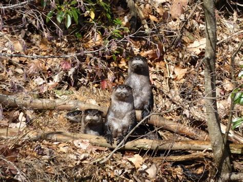 Meet the Mammals of Poe Valley!, 136 Poe Valley Park Circle, Coburn, PA ...