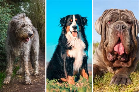 Big Dogs 2025: Here are the 12 largest breed of adorable dog - gentle ...
