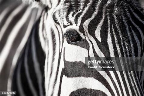 Image result for Zebra Front View