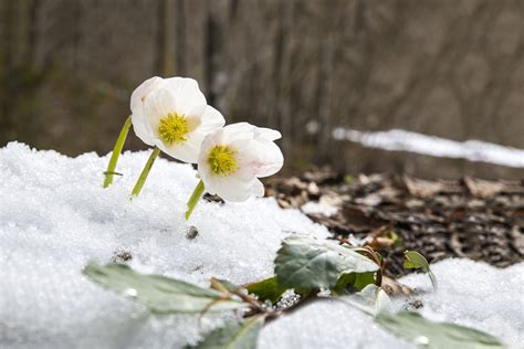 20 Best Flowering Plants to Grow in the Wintertime