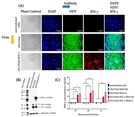 Evaluation of Apoptosis and Cytotoxicity Induction Using a Recombinant ...