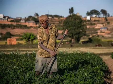 15-fold jump in sales - Madagascar's 'green gold' against COVID-19 ...