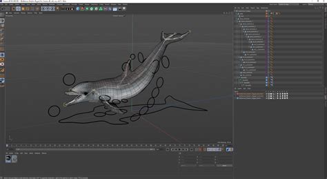 Bottlenose Dolphin Rigged for Cinema 4D 3D model | 3D Molier International