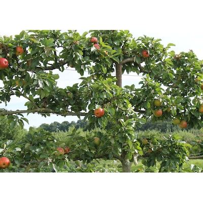 Lowe's Fruit Trees at Lowes.com