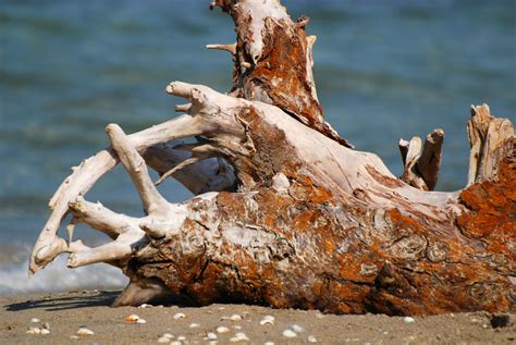 Alien Beachfront 的图像结果