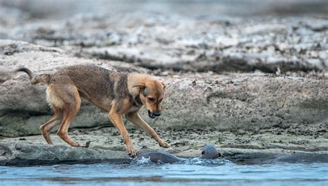 How Are Feral Dogs Endangering Indian Wildlife? | Nature inFocus