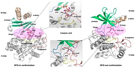 An Updated Review on Developing Small Molecule Kinase Inhibitors Using ...