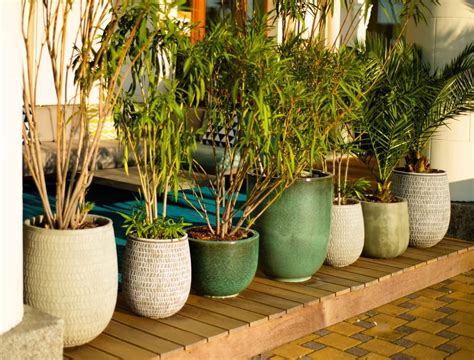 How To Plant Evergreens In Pots at Jarred Moen blog