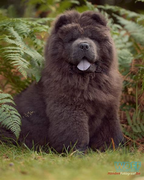 Black Chow Chow: Majestic Beauty in the Wild