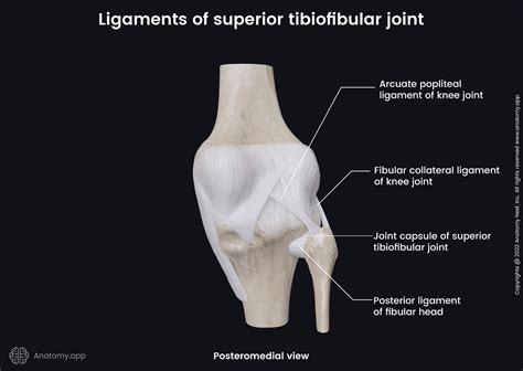 Superior tibiofibular joint | Encyclopedia | Anatomy.app | Learn ...