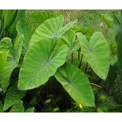 Buy Colocasia esculenta, Blue Hawaiian Elephant Ear Plant (2 Starter ...