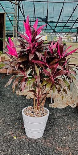 Krupex India - Manufacturer of Plastic Flower Pot & Outdoor Planter ...