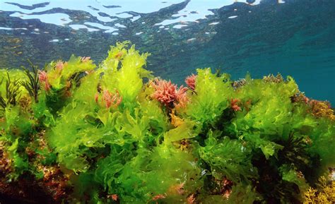 Ocean algae play an unexpected role in cooling the Earth - Earth.com