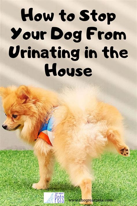 Stop Dogs Urinating Inside 的图像结果