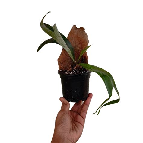 Staghorn Fern Plants for Sale | Buds N Blush