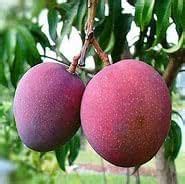 Original GRAFTED Hybrid "Tommy Atkins Mango"Live plant,Amba Plant Pack ...