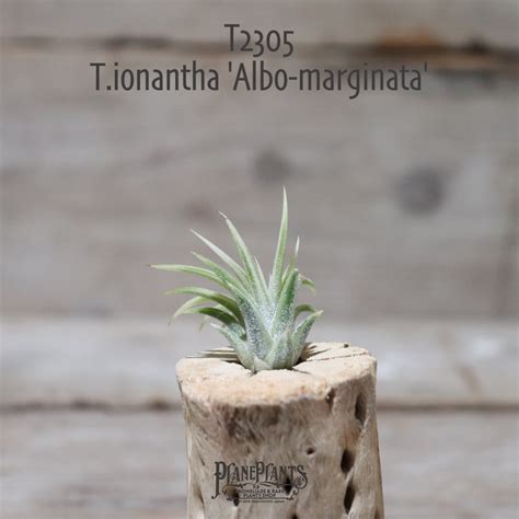 【送料無料】ionantha 'Albo-marginata'〔エアプランツ〕現品発送T2305 | plane plants