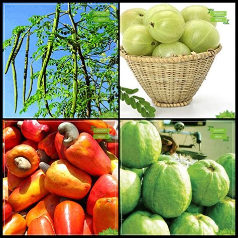 Creative Farmer Fruit Seeds Combo Tree Seeds : Drumstick, Gooseberry ...