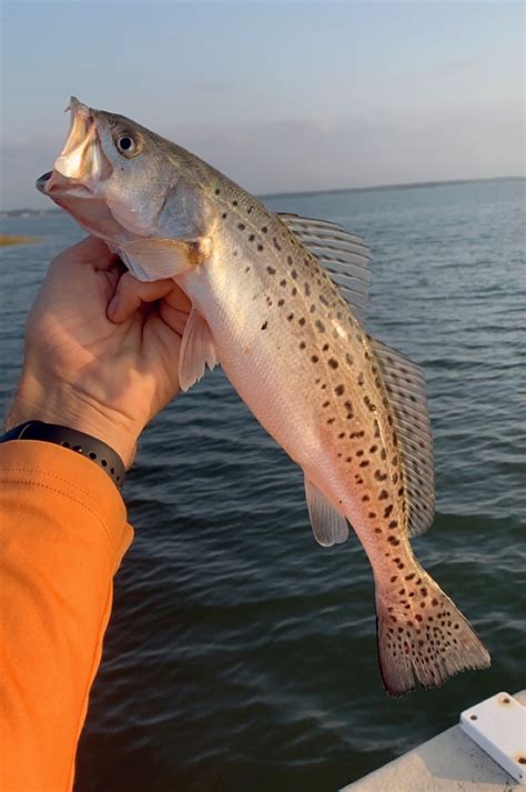Recreational spotted seatrout season temporarily closed | Coastal Review