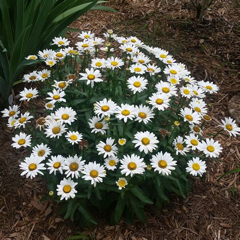 Shasta Daisy | Plants, Trees to plant, Shasta