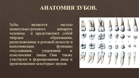 Анатомия зубов