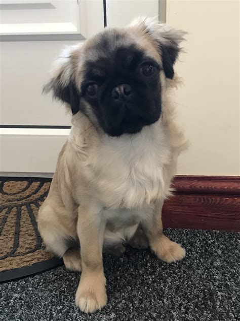 Meet Percy the long haired pug. He is 5 months old this week. He’s my ...