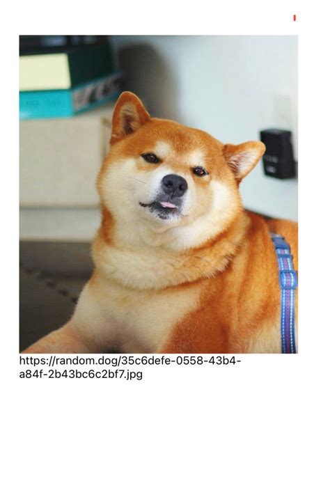 Image result for RACT Native iOS Apps