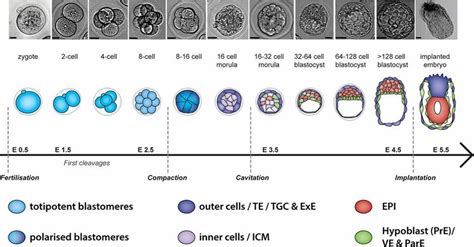 Image result for Mouse Embryo Development