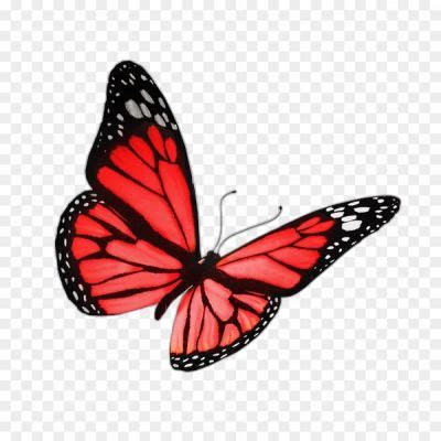 Butterfly Transparent PNG Isolated - Pngsource