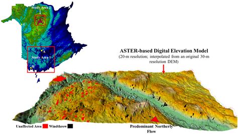 Projected Wind Impact on Abies balsamea (Balsam fir)-Dominated Stands ...