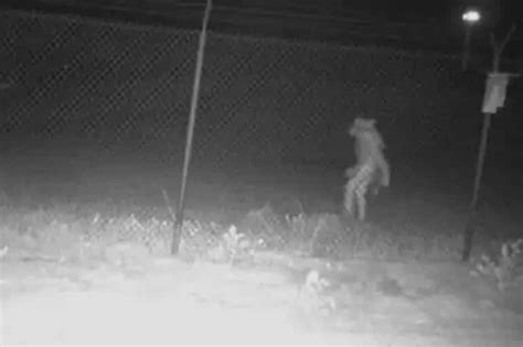 Image result for Alien Zoo Creatures