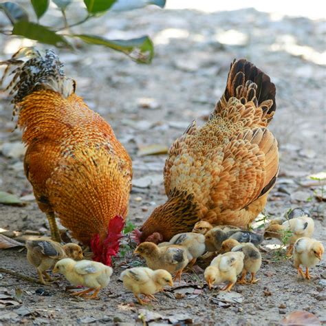 Annadata Hatchery High Growth Hybrid Chicks